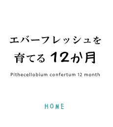 観葉植物エバーフレッシュを育てる12ヶ月